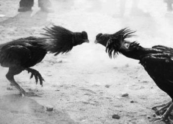 Diduga Kuat Kapolresta Tanjungpinang tidak mengetahui adanya dugaan judi sabung Ayam di KM 13 Jalan Kijang