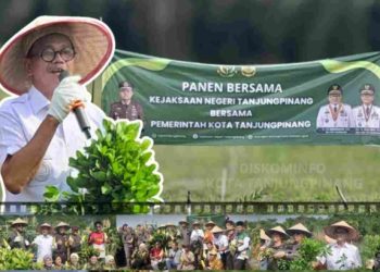 Wakil Walikota Tanjungpinang Hadiri Panen Bersama Program Pendampingan Proyek Strategis Pertanian